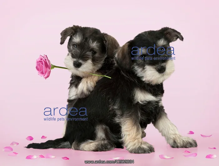 : DOG - Schnauzer puppies (6 weeks) sitting together one holdi : DOG - Schnauzer puppies (6 weeks) sitting together one holdi