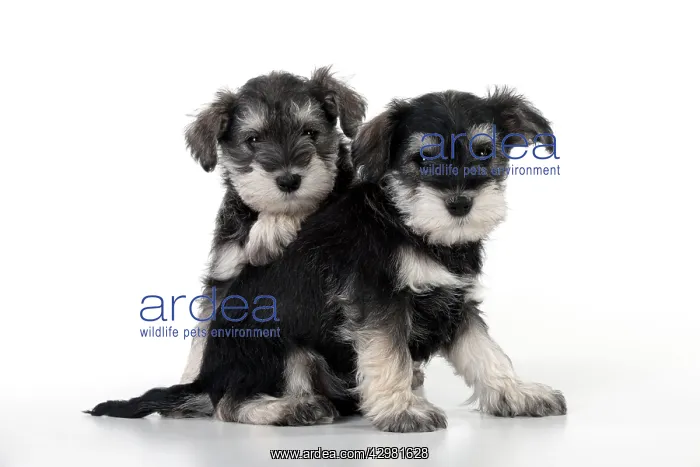 : DOG - Schnauzer puppies sitting together (6 weeks) : DOG - Schnauzer puppies sitting together (6 weeks)