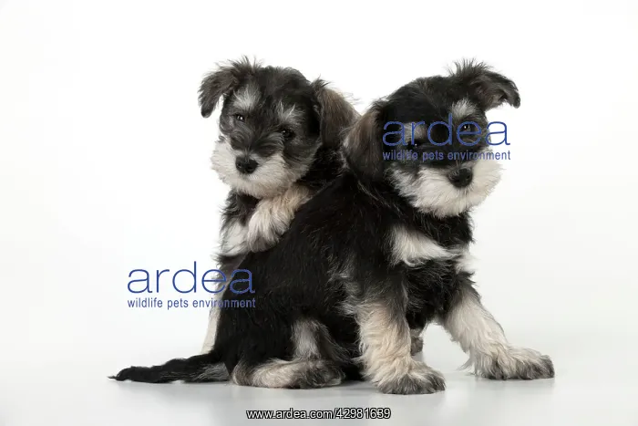 : DOG - Schnauzer puppies sitting together (6 weeks) : DOG - Schnauzer puppies sitting together (6 weeks)