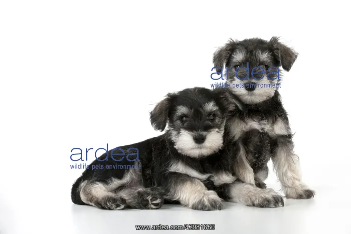 : DOG - Schnauzer puppies sitting together (6 weeks) : DOG - Schnauzer puppies sitting together (6 weeks)
