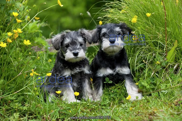  : DOG - Schnauzer puppies sitting amongst buttercups (6 weeks)