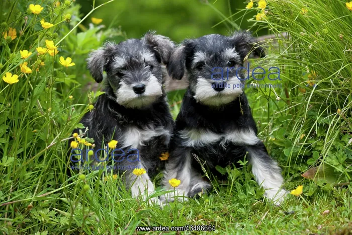 : DOG - Schnauzer puppies sitting amongst buttercups (6 weeks) : DOG - Schnauzer puppies sitting amongst buttercups (6 weeks)