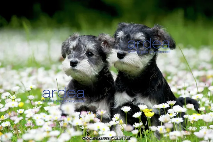 : DOG - Schnauzer puppies sitting amongst daisies (6 weeks) : DOG - Schnauzer puppies sitting amongst daisies (6 weeks)