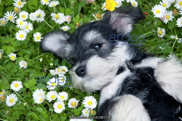 : DOG - Schnauzer puppy : DOG - Schnauzer puppy
