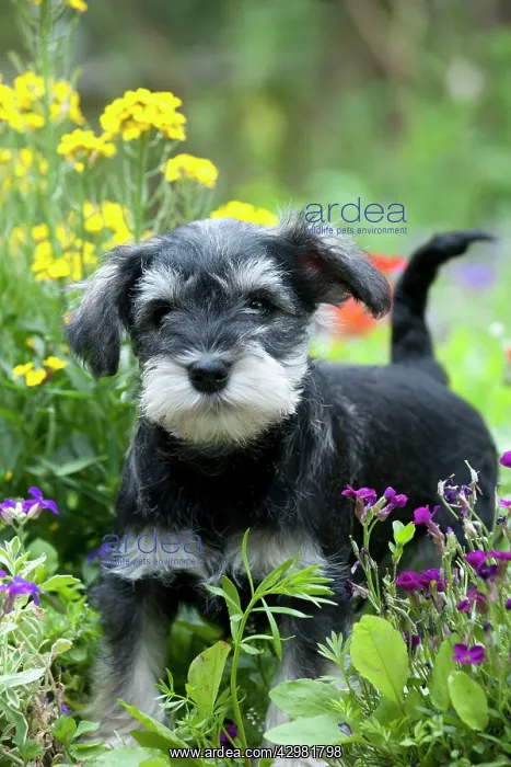  : DOG - Schnauzer puppy