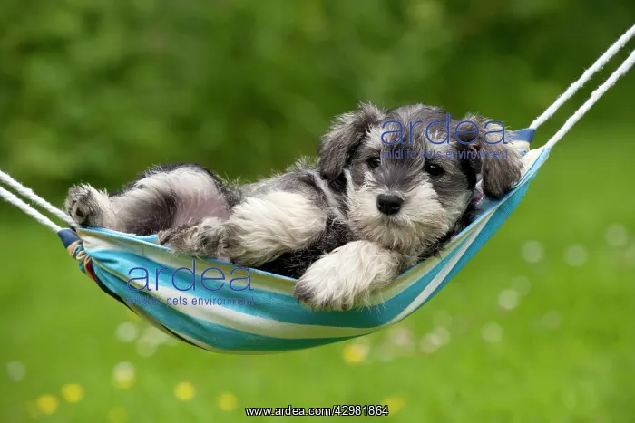 : DOG - Schnauzer puppy : DOG - Schnauzer puppy