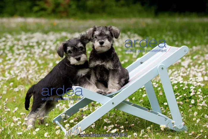 : DOG - Schnauzer Puppy : DOG - Schnauzer Puppy