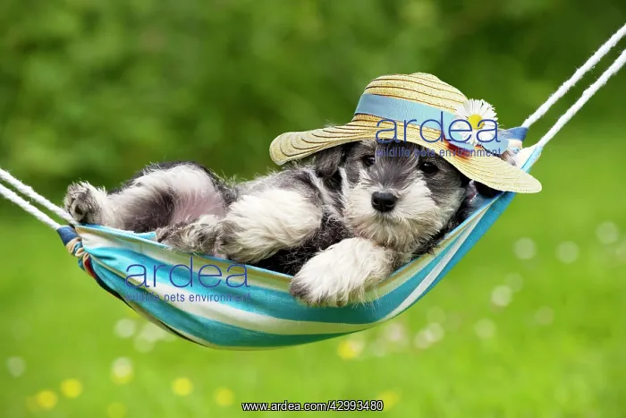 : DOG - Schnauzer puppy : DOG - Schnauzer puppy