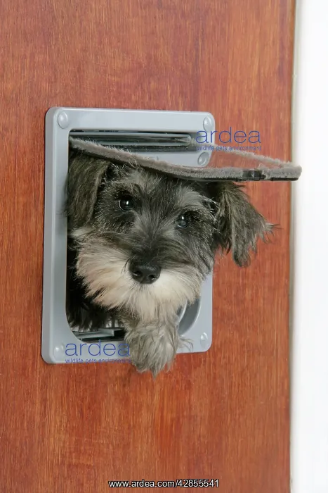 : DOG. Schnauzer puppy coming through cat flap : DOG. Schnauzer puppy coming through cat flap