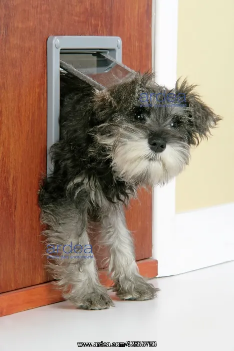 : DOG. Schnauzer puppy coming through cat flap : DOG. Schnauzer puppy coming through cat flap
