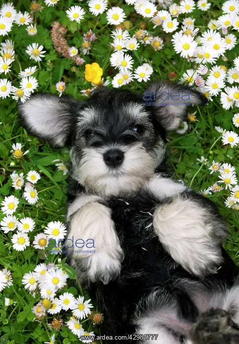 : DOG - Schnauzer puppy laying on its back amongst : DOG - Schnauzer puppy laying on its back amongst