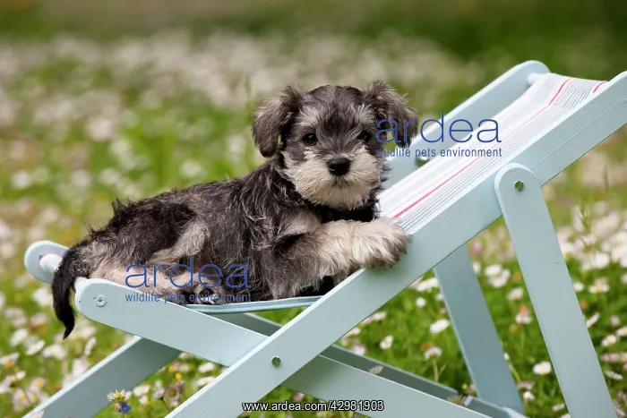 : DOG - Schnauzer puppy laying in a deckchair (6 weeks) : DOG - Schnauzer puppy laying in a deckchair (6 weeks)