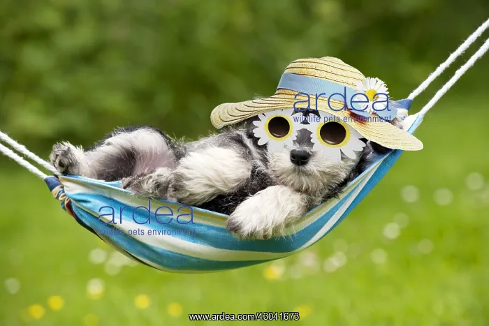 : DOG - Schnauzer puppy laying in a hammock wearing : DOG - Schnauzer puppy laying in a hammock wearing