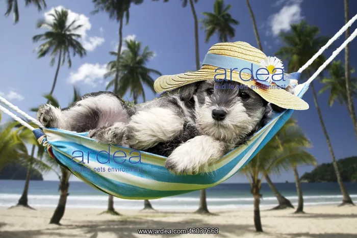 : DOG - Schnauzer puppy laying in a hammock wearing sun hat : DOG - Schnauzer puppy laying in a hammock wearing sun hat