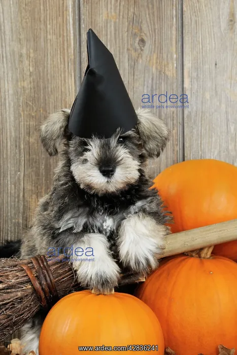 : DOG. Schnauzer puppy looking over broom wearing witches hat : DOG. Schnauzer puppy looking over broom wearing witches hat