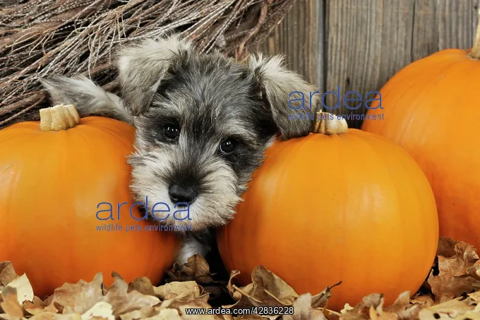 : DOG. Schnauzer puppy looking through gap in pumpkins : DOG. Schnauzer puppy looking through gap in pumpkins