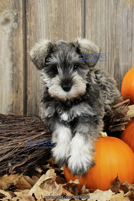 : DOG. Schnauzer puppy lying on broom : DOG. Schnauzer puppy lying on broom