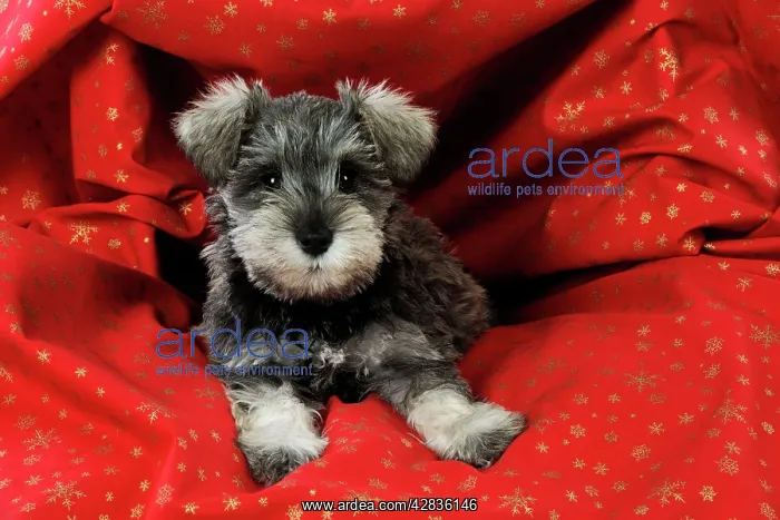 : DOG. Schnauzer puppy lying in red cloth : DOG. Schnauzer puppy lying in red cloth