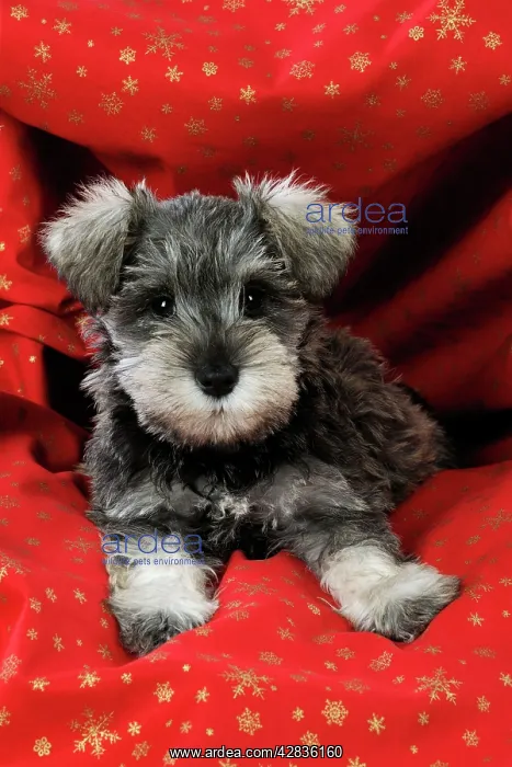 : DOG. Schnauzer puppy lying in red cloth : DOG. Schnauzer puppy lying in red cloth