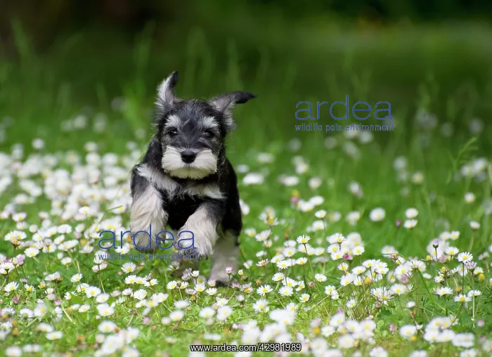 : DOG - Schnauzer puppy running through daisies (6 weeks) : DOG - Schnauzer puppy running through daisies (6 weeks)