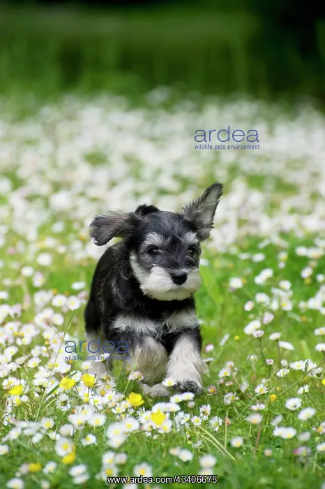  : DOG - Schnauzer puppy running through daisies (6 weeks)