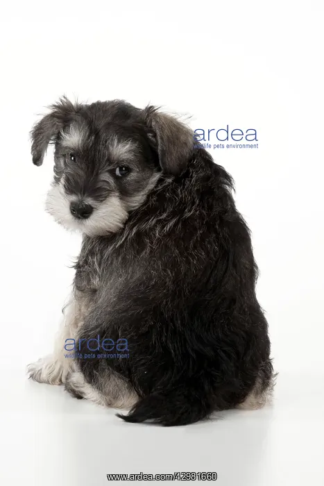 : DOG - Schnauzer puppy sitting (6 weeks) : DOG - Schnauzer puppy sitting (6 weeks)