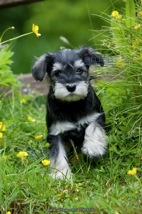 : DOG - Schnauzer puppy sitting amongst buttercups (6 weeks) : DOG - Schnauzer puppy sitting amongst buttercups (6 weeks)