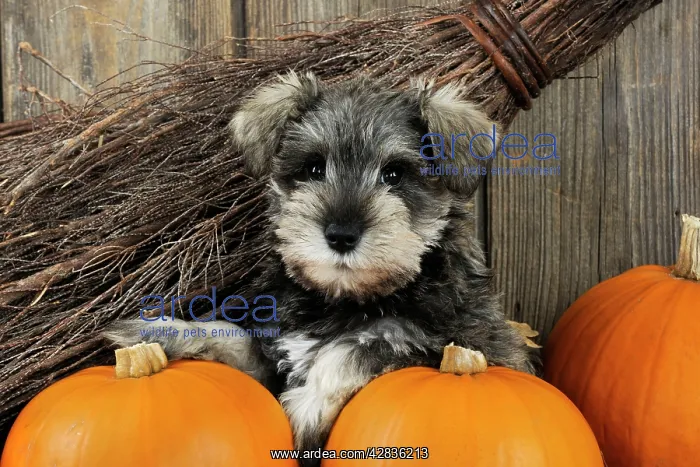: DOG. Schnauzer puppy sitting in leaves with broom : DOG. Schnauzer puppy sitting in leaves with broom
