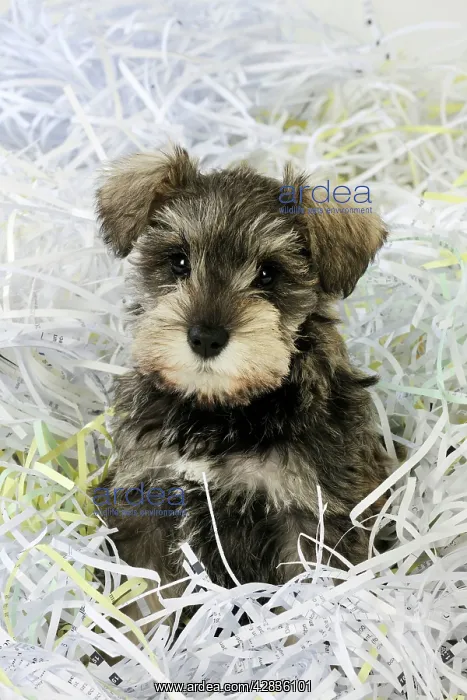 : DOG. Schnauzer puppy sitting in paper shreddings : DOG. Schnauzer puppy sitting in paper shreddings