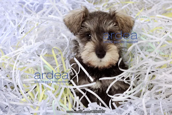 : DOG. Schnauzer puppy sitting in paper shreddings (close up) : DOG. Schnauzer puppy sitting in paper shreddings (close up)
