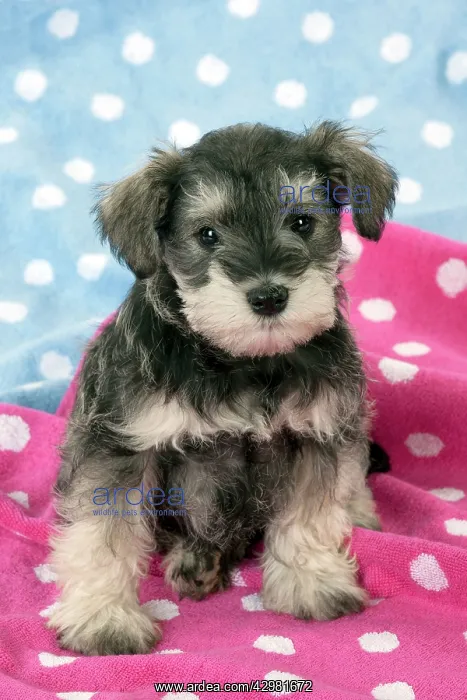: DOG - Schnauzer puppy sitting on a pink spotty : DOG - Schnauzer puppy sitting on a pink spotty