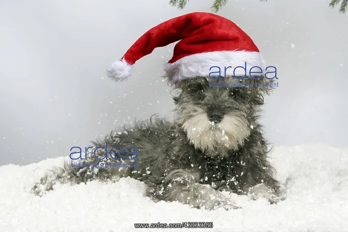 : DOG. Schnauzer puppy in snow wearing Christmas hat : DOG. Schnauzer puppy in snow wearing Christmas hat