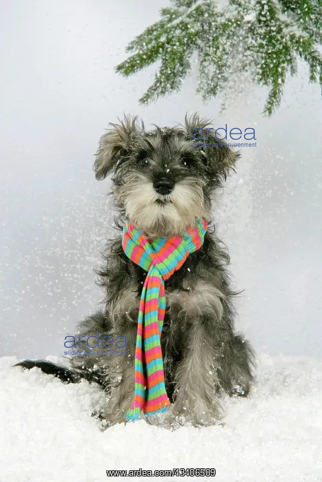 : DOG. Schnauzer puppy in snow wearing scarf : DOG. Schnauzer puppy in snow wearing scarf