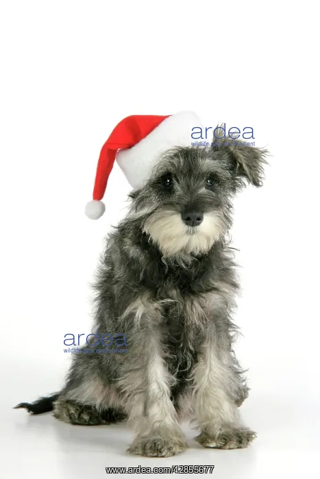 : DOG. Schnauzer puppy wearing a Christmas hat : DOG. Schnauzer puppy wearing a Christmas hat