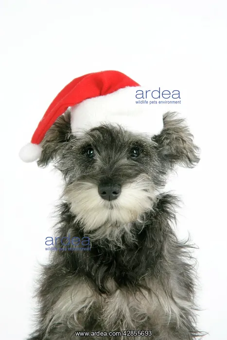 : DOG. Schnauzer puppy wearing a Christmas hat : DOG. Schnauzer puppy wearing a Christmas hat