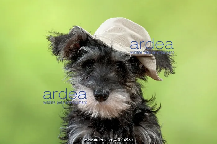 : DOG Schnauzer puppy wearing a floppy hat : DOG Schnauzer puppy wearing a floppy hat
