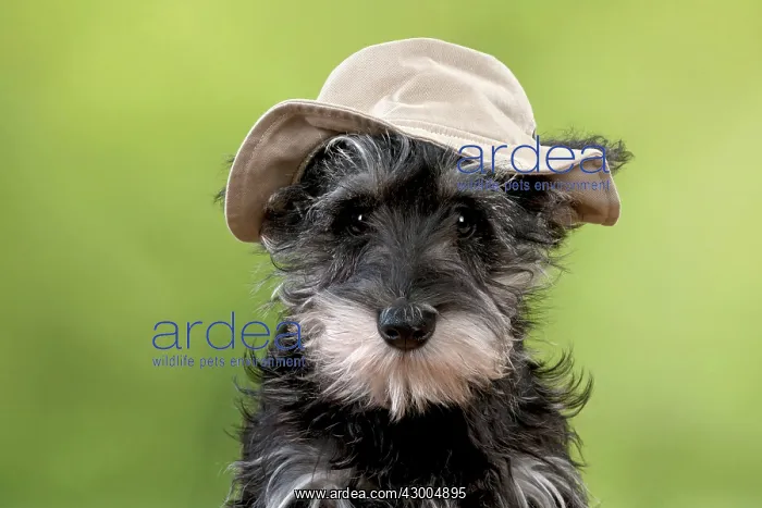  : DOG Schnauzer puppy wearing a floppy hat