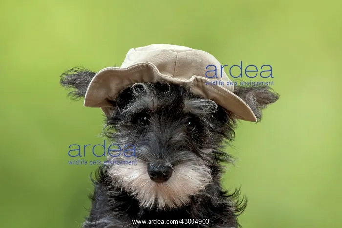 : DOG Schnauzer puppy wearing a floppy hat : DOG Schnauzer puppy wearing a floppy hat