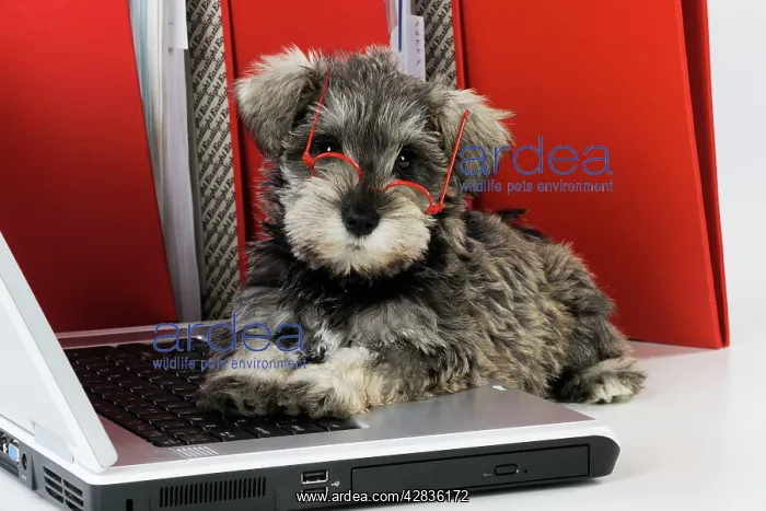 : DOG. Schnauzer puppy wearing glasses on computer : DOG. Schnauzer puppy wearing glasses on computer