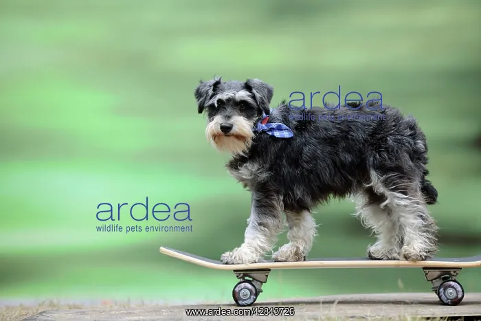 : DOG. Schnauzer on skateboard : DOG. Schnauzer on skateboard