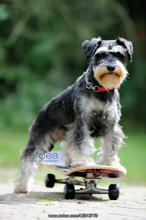 : DOG. Schnauzer on skateboard : DOG. Schnauzer on skateboard
