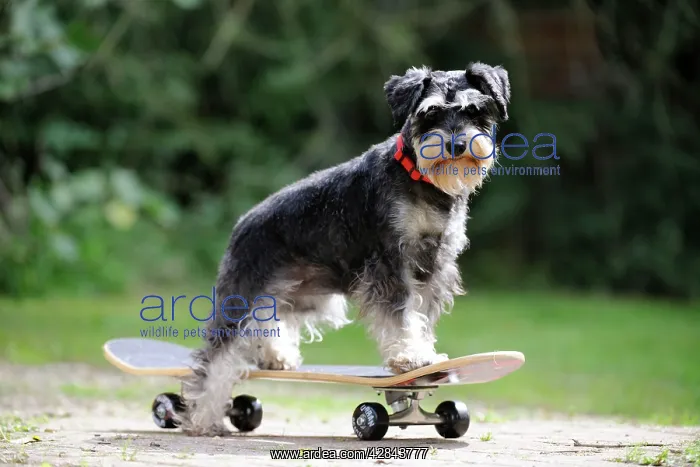 : DOG. Schnauzer on skateboard : DOG. Schnauzer on skateboard
