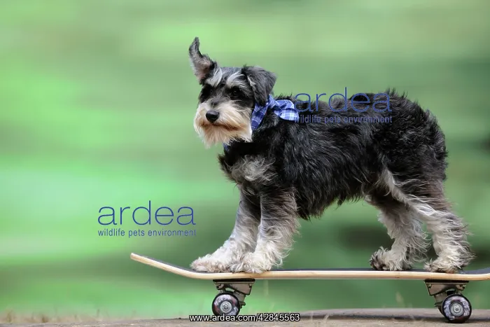  : DOG. Schnauzer on skateboard