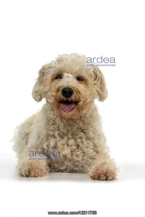 : DOG. Schnoodle, (Schnauzer X Poodle ) laying, lo : DOG. Schnoodle, (Schnauzer X Poodle ) laying, lo