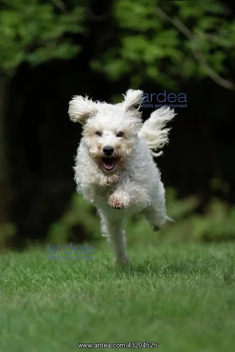 : DOG. Schnoodle, (Schnauzer X Poodle ) running to : DOG. Schnoodle, (Schnauzer X Poodle ) running to