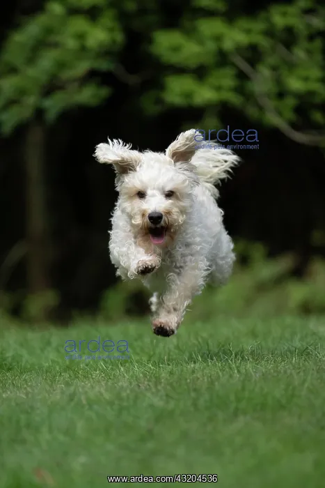 : DOG. Schnoodle, (Schnauzer X Poodle ) running to : DOG. Schnoodle, (Schnauzer X Poodle ) running to