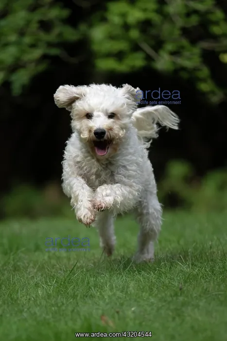 : DOG. Schnoodle, (Schnauzer X Poodle ) running to : DOG. Schnoodle, (Schnauzer X Poodle ) running to