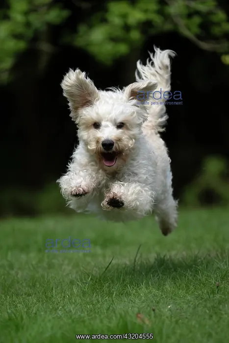 : DOG. Schnoodle, (Schnauzer X Poodle ) running to : DOG. Schnoodle, (Schnauzer X Poodle ) running to