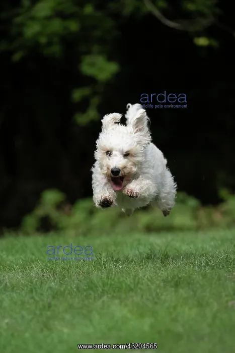 : DOG. Schnoodle, (Schnauzer X Poodle ) running to : DOG. Schnoodle, (Schnauzer X Poodle ) running to