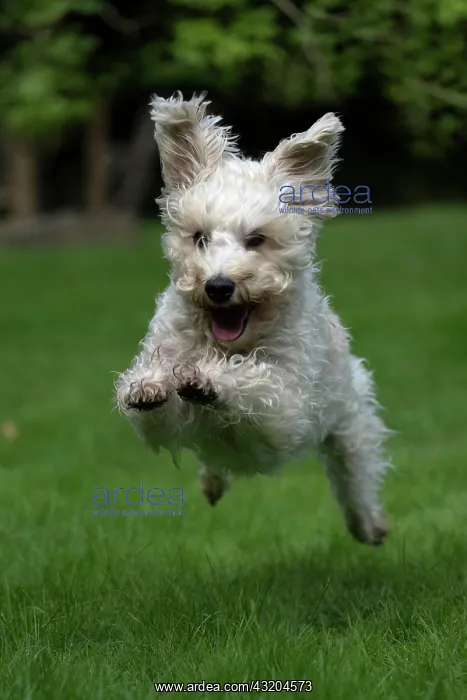 : DOG. Schnoodle, (Schnauzer X Poodle ) running to : DOG. Schnoodle, (Schnauzer X Poodle ) running to